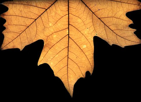 yellow leaf, Macro photography