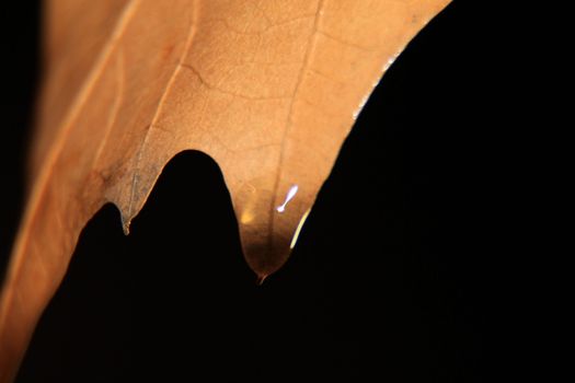 a drop of water on a yellow leaf, Macro photography