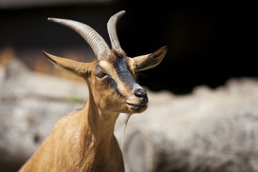 Portrait of a goat in the clearing.