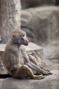 Monkey sitting on a rock and looking at something.