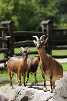 Family of goats in the clearing