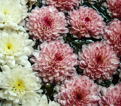 Chrysanthemum flower pink and white on water