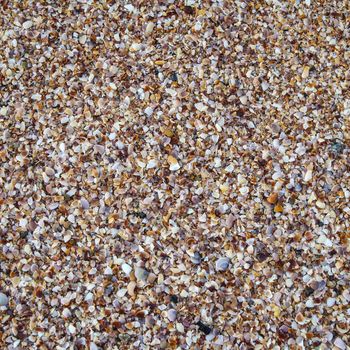 Small sea shells on sand seamless background
