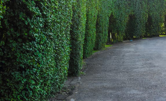 Garden path way with under tree decoration