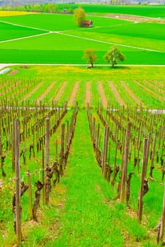 Young Vineyard on the Slopes of the Swiss Alps