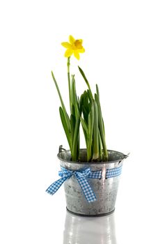 metal bucket with yellow narcissus flower in spring