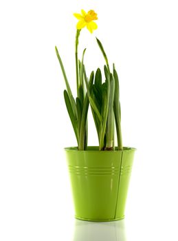 green bucket with yellow narcissus flower in spring