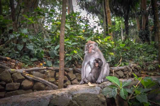 Long-tailed macaques (Macaca fascicularis) in Sacred Monkey Forest, Ubud, Indonesia