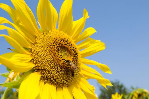 Sunflower and bee in the blue sky