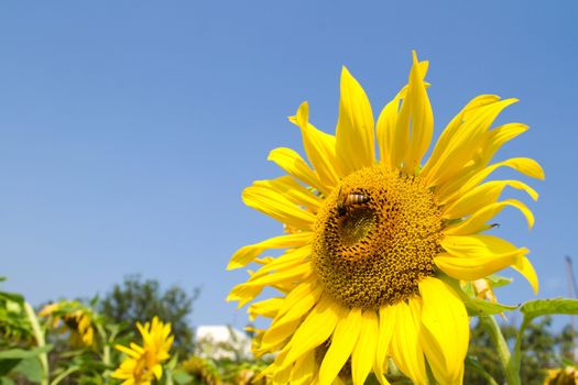 Sunflower and bee in the blue sky