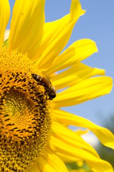 Sunflower and bee in the blue sky