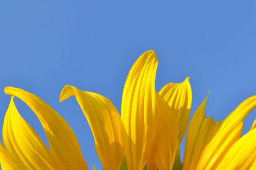 Sunflower petals in the blue sky