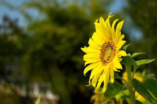 Sunflower is blossoming in the gardens .