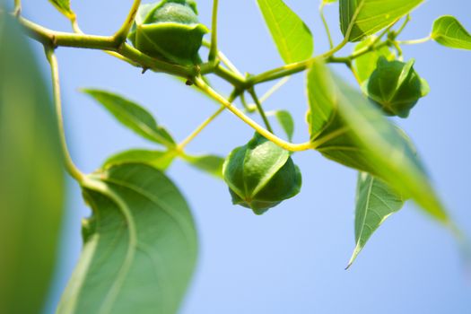 seed of cassava in the blue sky