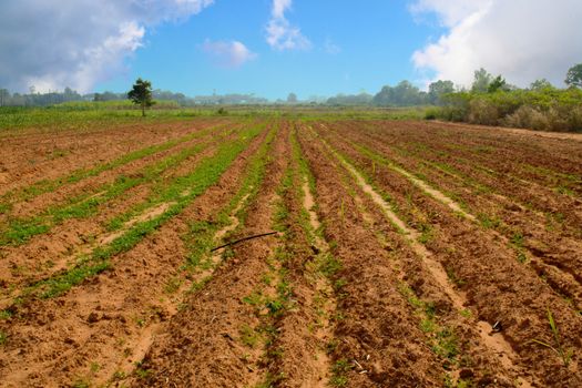 Landscape of Agricultural field soil with blue sky