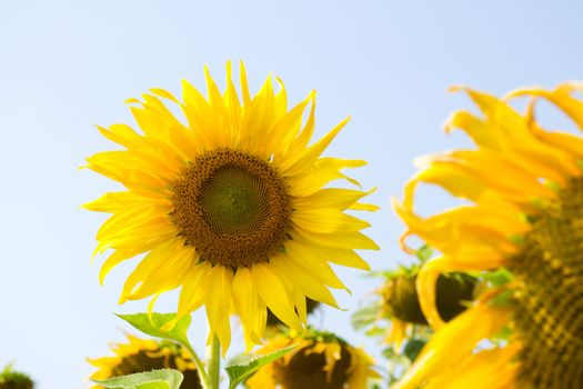 Sunflower is blossoming in the gardens .