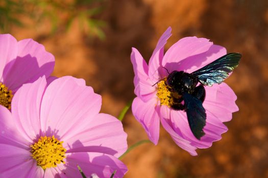 Cosmos flowers and bee in the garden