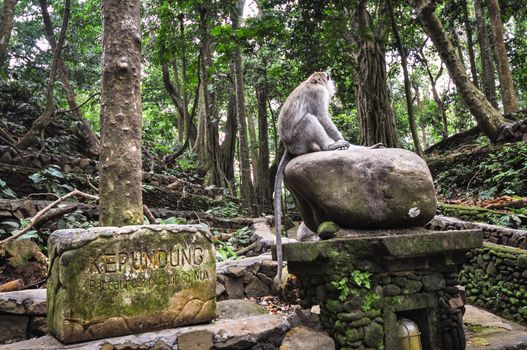 Long-tailed macaques (Macaca fascicularis) in Forest, Ubud, Indonesia