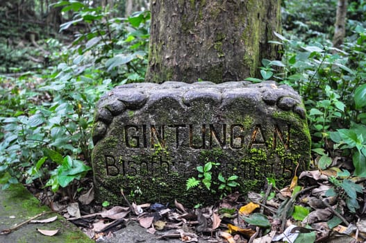 Sacred Monkey Forest, Ubud, Indonesia