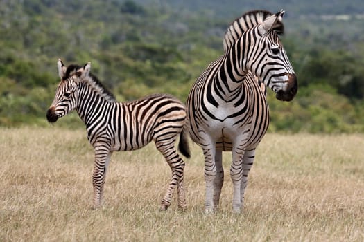 Cute baby plains zebra standing next to it's protective mother