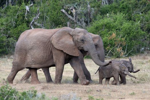 Two playful baby African elephants running ahead of their mothers