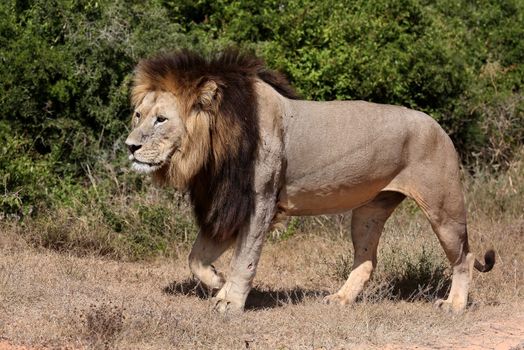 Huge male African lion with large dark mane walking in the bush