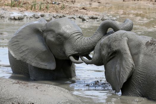 African elephants cooling off and playing in muddy water