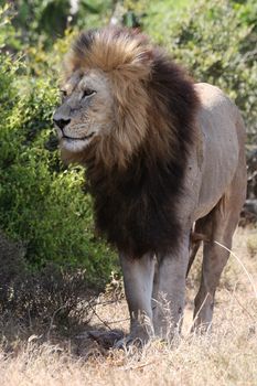 Huge male African lion with large dark mane