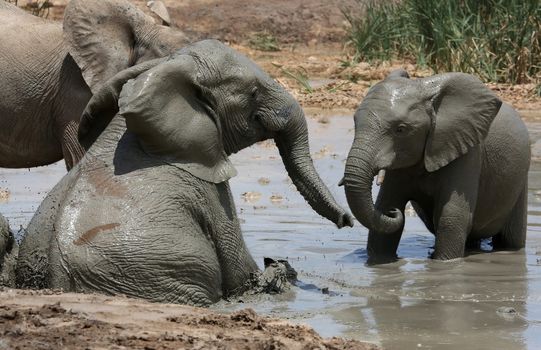 African elephants cooling off and playing in muddy water