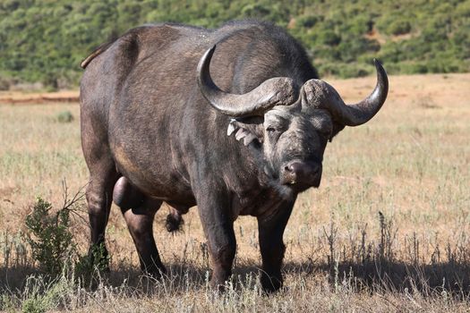 Huge Cape Buffalo bull with an intent stare