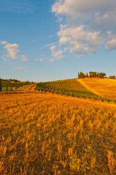 Winding Asphalt Road between Vineyards  in the Tuscany