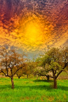 Flowering Trees Surrounded by Sloping Meadows, Switzerland