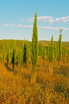 Cypress Trees in the Nursery Garden in Tuscany, Italy