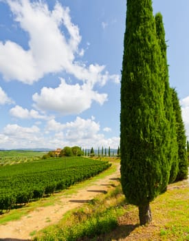 Hill of Tuscany with Vineyard in the Chianti Region