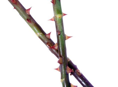 Stem of rose bush with prickly thorns close up.