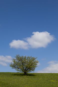 Tree on a green field against a blue sky