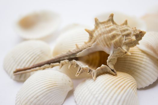 Different soft colored seashells on a white background.