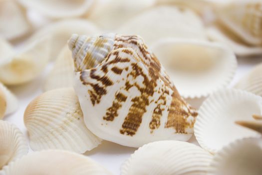 Different soft colored seashells on a white background.