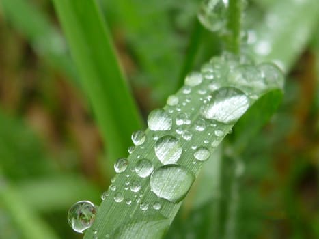 Water drops on grass blade.