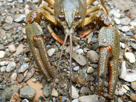 The European crayfish, noble crayfish or broad-fingered crayfish.