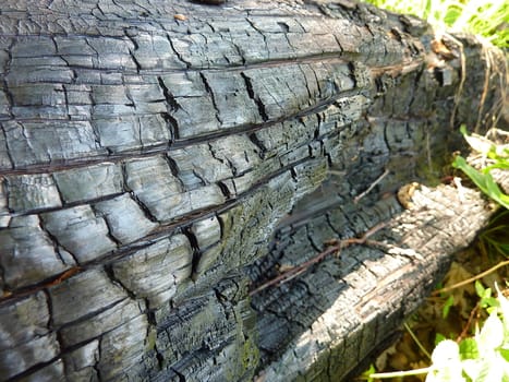 Detail on on structure of the charred tree.