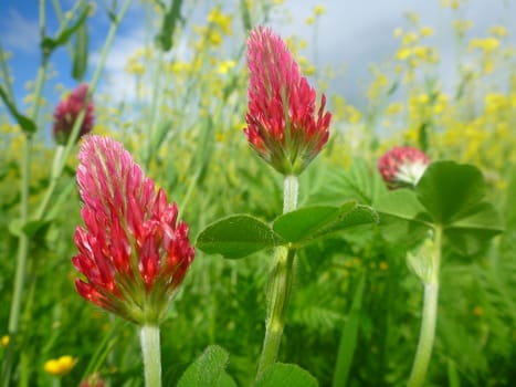 Red clover flowers in meadow.