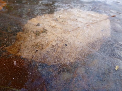 Leaf frozen under ice.