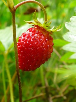 Red ripe wild strawberry (macro photo).