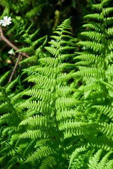 Beautiful leaves of green fern or Cyathea lepifera