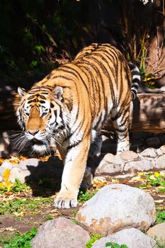 Wild and agressive Bengal tiger in zoo