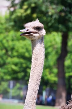 Beautiful portrait photo of big African ostrich in zoo