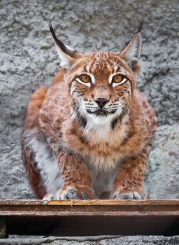 Beautiful photo of graceful big cat Lynx