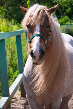 Beautiful photo of horse outdoors in summer