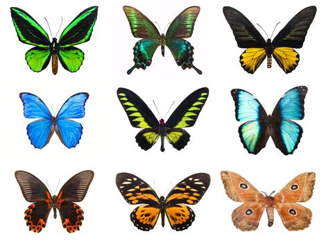 Collection of beautiful tropical butterflies isolated on white background